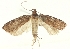  (Agonopterix rimulella - TLMF Lep 25965)  @15 [ ] CreativeCommons - Attribution Non-Commercial Share-Alike (2018) Peter Buchner Tiroler Landesmuseum