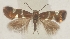  ( - TLMF Lep 26036)  @11 [ ] CreativeCommons - Attribution Non-Commercial Share-Alike (2019) Peter Buchner Tiroler Landesmuseum