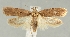  ( - TLMF Lep 26108)  @11 [ ] CreativeCommons - Attribution Non-Commercial Share-Alike (2019) Peter Buchner Tiroler Landesmuseum