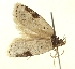  (Agonopterix leptopa - TLMF Lep 26133)  @11 [ ] CreativeCommons - Attribution Non-Commercial Share-Alike (2019) Peter Buchner Tiroler Landesmuseum