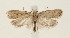  ( - TLMF Lep 26309)  @11 [ ] CreativeCommons - Attribution Non-Commercial Share-Alike (2018) Peter Buchner Tiroler Landesmuseum