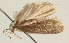  ( - TLMF Lep 26345)  @11 [ ] CreativeCommons - Attribution Non-Commercial Share-Alike (2018) Peter Buchner Tiroler Landesmuseum