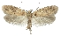  (Agonopterix agyrella - TLMF Lep 26352)  @11 [ ] CreativeCommons - Attribution Non-Commercial Share-Alike (2018) Peter Buchner Tiroler Landesmuseum