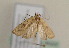 ( - TLMF Lep 05222)  @13 [ ] CreativeCommons - Attribution Non-Commercial Share-Alike (2011) Peter Huemer Tiroler Landesmuseum Ferdinandeum