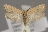  (Agonopterix rotundella - TLMF Lep 04824)  @15 [ ] CreativeCommons - Attribution Non-Commercial Share-Alike (2011) Peter Huemer Tiroler Landesmuseum Ferdinandeum