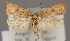  (Agonopterix angelicella - TLMF Lep 04825)  @15 [ ] CreativeCommons - Attribution Non-Commercial Share-Alike (2011) Peter Huemer Tiroler Landesmuseum Ferdinandeum