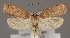  (Agonopterix astrantiae - TLMF Lep 04826)  @15 [ ] CreativeCommons - Attribution Non-Commercial Share-Alike (2011) Peter Huemer Tiroler Landesmuseum Ferdinandeum