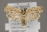  (Agonopterix umbellana - TLMF Lep 04834)  @13 [ ] CreativeCommons - Attribution Non-Commercial Share-Alike (2011) Peter Huemer Tiroler Landesmuseum Ferdinandeum
