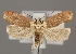  (Agonopterix furvella - TLMF Lep 04852)  @15 [ ] CreativeCommons - Attribution Non-Commercial Share-Alike (2011) Peter Huemer Tiroler Landesmuseum Ferdinandeum