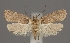  (Agonopterix alpigena - TLMF Lep 04872)  @15 [ ] CreativeCommons - Attribution Non-Commercial Share-Alike (2011) Peter Huemer Tiroler Landesmuseum Ferdinandeum