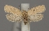  (Agonopterix nanatella - TLMF Lep 04875)  @13 [ ] CreativeCommons - Attribution Non-Commercial Share-Alike (2011) Peter Huemer Tiroler Landesmuseum Ferdinandeum
