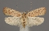  (Agonopterix atomella - TLMF Lep 04878)  @14 [ ] CreativeCommons - Attribution Non-Commercial Share-Alike (2011) Peter Huemer Tiroler Landesmuseum Ferdinandeum
