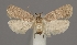 (Agonopterix ivinskisi - TLMF Lep 04888)  @14 [ ] CreativeCommons - Attribution Non-Commercial Share-Alike (2011) Peter Huemer Tiroler Landesmuseum Ferdinandeum
