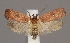  (Agonopterix socerbi - TLMF Lep 04902)  @13 [ ] CreativeCommons - Attribution Non-Commercial Share-Alike (2011) Peter Huemer Tiroler Landesmuseum Ferdinandeum