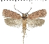  (Agonopterix rigidella - TLMF Lep 06980)  @13 [ ] CreativeCommons - Attribution Non-Commercial Share-Alike (2012) Peter Huemer Tiroler Landesmuseum Ferdinandeum
