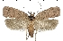  (Agonopterix fruticosella - TLMF Lep 06987)  @13 [ ] CreativeCommons - Attribution Non-Commercial Share-Alike (2012) Peter Huemer Tiroler Landesmuseum Ferdinandeum