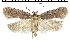  (Agonopterix vendettella - TLMF Lep 06995)  @14 [ ] CreativeCommons - Attribution Non-Commercial Share-Alike (2012) Peter Huemer Tiroler Landesmuseum Ferdinandeum