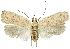  (Agonopterix aspersella - TLMF Lep 17671)  @15 [ ] CreativeCommons - Attribution Non-Commercial Share-Alike (2015) Peter Buchner Tiroler Landesmuseum Ferdinandeum