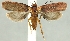  (Agonopterix ferulae - TLMF Lep 17694)  @14 [ ] CreativeCommons - Attribution Non-Commercial Share-Alike (2015) Peter Buchner Tiroler Landesmuseum Ferdinandeum