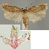  (Agonopterix latipennella - TLMF Lep 17702)  @13 [ ] CreativeCommons - Attribution Non-Commercial Share-Alike (2015) Peter Buchner Tiroler Landesmuseum Ferdinandeum