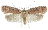  (Agonopterix caucasiella - TLMF Lep 17707)  @15 [ ] CreativeCommons - Attribution Non-Commercial Share-Alike (2015) Peter Buchner Tiroler Landesmuseum Ferdinandeum