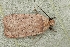  (Agonopterix cervariella - TLMF Lep 17718)  @12 [ ] CreativeCommons - Attribution Non-Commercial Share-Alike (2015) Peter Buchner Tiroler Landesmuseum Ferdinandeum