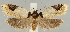  (Agonopterix costaemaculella - TLMF Lep 19004)  @11 [ ] CreativeCommons - Attribution Non-Commercial Share-Alike (2016) Peter Buchner Tiroler Landesmuseum