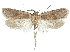  (Agonopterix dideganella - TLMF Lep 19005)  @14 [ ] CreativeCommons - Attribution Non-Commercial Share-Alike (2016) Peter Buchner Tiroler Landesmuseum