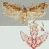  (Agonopterix ordubadensis - TLMF Lep 19007)  @11 [ ] CreativeCommons - Attribution Non-Commercial Share-Alike (2016) Peter Buchner Tiroler Landesmuseum