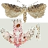  (Agonopterix mikkolai - TLMF Lep 19018)  @14 [ ] CreativeCommons - Attribution Non-Commercial Share-Alike (2016) Peter Buchner Tiroler Landesmuseum