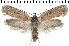  (Agonopterix pseudoferulae - TLMF Lep 19067)  @15 [ ] CreativeCommons - Attribution Non-Commercial Share-Alike (2016) Peter Buchner Tiroler Landesmuseum