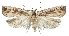  (Agonopterix conciliatella - TLMF Lep 19072)  @14 [ ] CreativeCommons - Attribution Non-Commercial Share-Alike (2016) Peter Buchner Tiroler Landesmuseum
