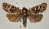  (Chersotis ocellina - TLMF Lep 19114)  @15 [ ] CreativeCommons - Attribution Non-Commercial Share-Alike (2016) Peter Huemer Tiroler Landesmuseum