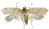  (Agonopterix pallorella - TLMF Lep 19148)  @14 [ ] CreativeCommons - Attribution Non-Commercial Share-Alike (2016) Peter Huemer Tiroler Landesmuseum