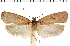  (Agonopterix scopariella - TLMF Lep 19171)  @14 [ ] CreativeCommons - Attribution Non-Commercial Share-Alike (2016) Peter Huemer Tiroler Landesmuseum