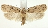  (Agonopterix yeatiana - TLMF Lep 19181)  @15 [ ] CreativeCommons - Attribution Non-Commercial Share-Alike (2016) Peter Huemer Tiroler Landesmuseum