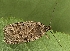  (Agonopterix chironiella - TLMF Lep 19201)  @12 [ ] CreativeCommons - Attribution Non-Commercial Share-Alike (2016) Peter Buchner Tiroler Landesmuseum