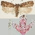  (Agonopterix anticella - TLMF Lep 19214)  @14 [ ] CreativeCommons - Attribution Non-Commercial Share-Alike (2016) Peter Buchner Tiroler Landesmuseum