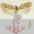  (Agonopterix sideensis - TLMF Lep 19226)  @13 [ ] CreativeCommons - Attribution Non-Commercial Share-Alike (2016) Peter Buchner Tiroler Landesmuseum