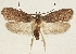  (Agonopterix coenosella - TLMF Lep 19244)  @15 [ ] CreativeCommons - Attribution Non-Commercial Share-Alike (2016) Peter Buchner Tiroler Landesmuseum