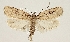 (Agonopterix kisojiana - TLMF Lep 19276)  @14 [ ] CreativeCommons - Attribution Non-Commercial Share-Alike (2016) Peter Buchner Tiroler Landesmuseum