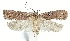  (Agonopterix perezi - TLMF Lep 19281)  @14 [ ] CreativeCommons - Attribution Non-Commercial Share-Alike (2016) Peter Buchner Tiroler Landesmuseum