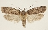  (Agonopterix guanchella - BC TLMF Lep 19294)  @15 [ ] CreativeCommons - Attribution Non-Commercial Share-Alike (2016) Peter Huemer Tiroler Landesmuseum
