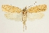  (Agonopterix volgensis - BC TLMF Lep 19297)  @15 [ ] CreativeCommons - Attribution Non-Commercial Share-Alike (2016) Peter Huemer Tiroler Landesmuseum