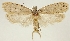  (Agonopterix leucadensis - BC TLMF Lep 19316)  @13 [ ] CreativeCommons - Attribution Non-Commercial Share-Alike (2016) Peter Huemer Tiroler Landesmuseum