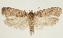  (Agonopterix rutana - BC TLMF Lep 19330)  @14 [ ] CreativeCommons - Attribution Non-Commercial Share-Alike (2016) Peter Huemer Tiroler Landesmuseum