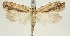  (Agonopterix kyzyltashensis - BC TLMF Lep 19339)  @13 [ ] CreativeCommons - Attribution Non-Commercial Share-Alike (2016) Peter Huemer Tiroler Landesmuseum
