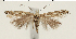  (Isophrictis meridionella - TLMF Lep 19395)  @14 [ ] CreativeCommons - Attribution Non-Commercial Share-Alike (2016) Peter Buchner Tiroler Landesmuseum