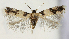 ( - TLMF Lep 19453)  @14 [ ] CreativeCommons - Attribution Non-Commercial Share-Alike (2016) Peter Buchner Tiroler Landesmuseum