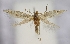  (Bucculatrix sp - TLMF Lep 19457)  @14 [ ] CreativeCommons - Attribution Non-Commercial Share-Alike (2016) Peter Buchner Tiroler Landesmuseum
